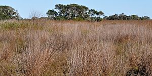 Aransas National Wildlife Refuge, Aransas County, Texas, USA (27 November 2011)