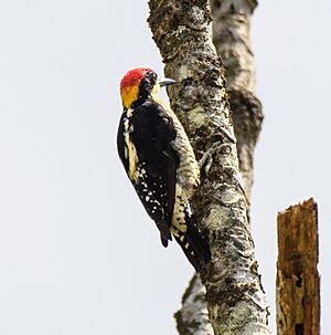 Beautiful Woodpecker