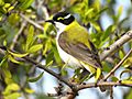 Black-chinned Honeyeater (Melithreptus gularis).jpg