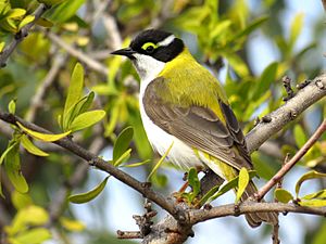 Black-chinned Honeyeater (Melithreptus gularis).jpg