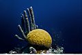 Brain Coral, Belize