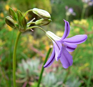 Brodiaea kinkiensis 2.jpg