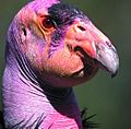 California Condor