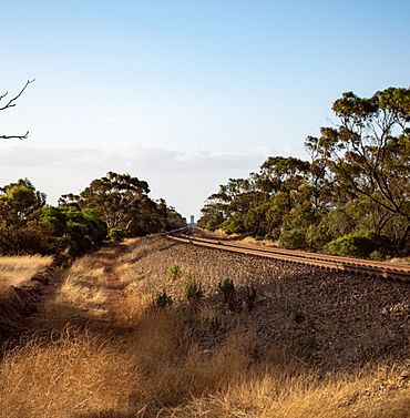 Calomba South Australia.jpg