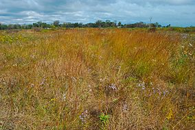 Chiwaukee Prairie.jpg