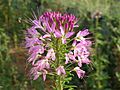 Cleome serrulata1