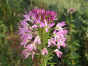 Cleome serrulata1