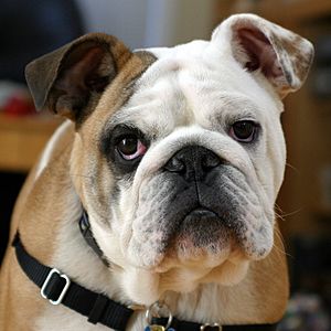 Clyde The Bulldog