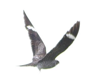 Common Nighthawk2