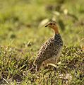 Coqui Francolin 1