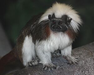 Cotton Top Tamarin 001