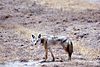 Canis latrans