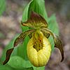 Cypripedium parviflorum flower.JPG