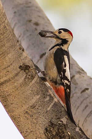 Dendrocopos syriacus.jpg