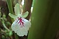 Flower of cardamom