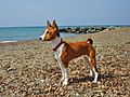 Gaia Basenji