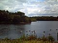 Geese at Sheepwash