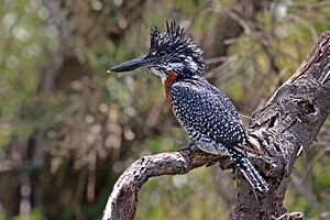 Giant kingfisher (Megaceryle maxima) male.jpg