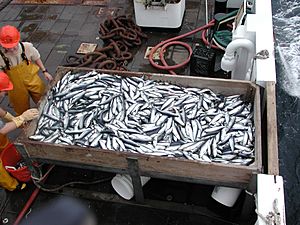 Herring catch-Sep200