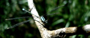 Heteragrion cyane M.M. Souza 2010.png