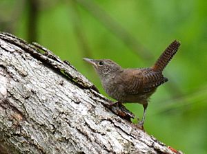 House Wren (7565618954)