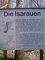 Isarauen