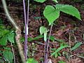 JackinPulpitWR