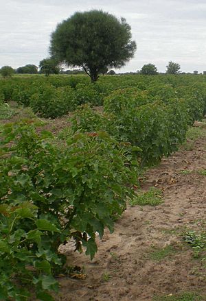 Jatropha in Paraguay Chaco