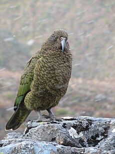 Kea on rock while snowing