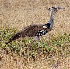 Koribustard