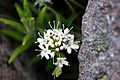 Labrador Tea flower