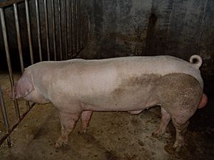 Landrace Boar.JPG