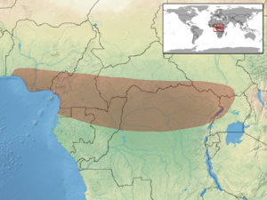 Leptosiaphos aloysiisabaudiae distribution.png