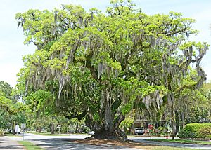 Lover's Oak, Brunswick, GA, US, 2015