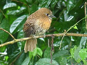 Malacoptila mystacalis -Manizales, Caldas, Colombia-8.jpg