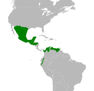 Mormoops megalophylla map.svg