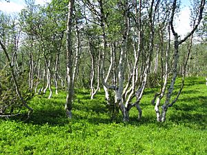 Mountain-birch-Trollheimen