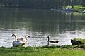 Mute Swans in Michigan 01