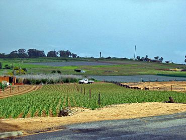 Neerabup farms.jpg