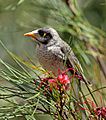 Noisy-Miner-juvenile