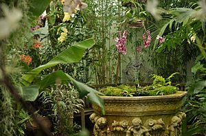 Orchids in GGP Conservatory