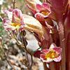 Orobanche fasciculata 6.jpg