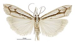 Orocrambus ramosellus female.jpg