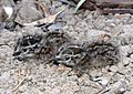 Painted Button-quail chicks, Gunbower ps