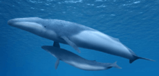 Parietobalaena yamaokai life restoration cropped