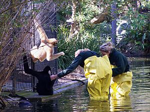 Perth zoo 01 gnangarra