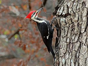 PileatedWoodpeckerFeedingonTree