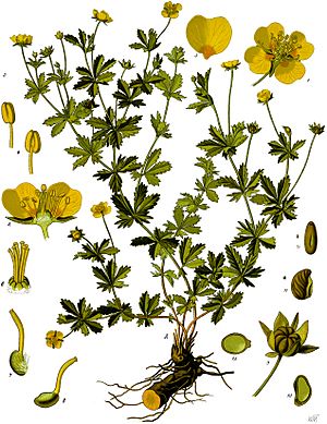 Potentilla erecta - Köhler–s Medizinal-Pflanzen-248