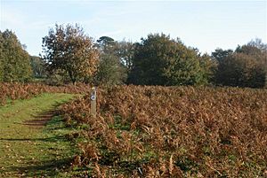 Puttenham Common - geograph.org.uk - 81617.jpg