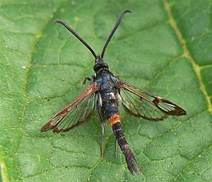 Red-belted Clearwing Synanthedon myopaeformis